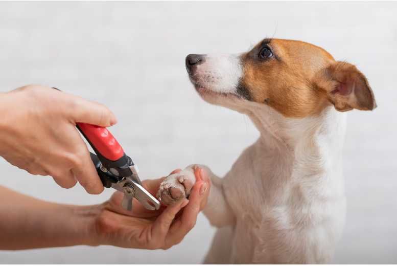 Eco-Friendly Pet Grooming