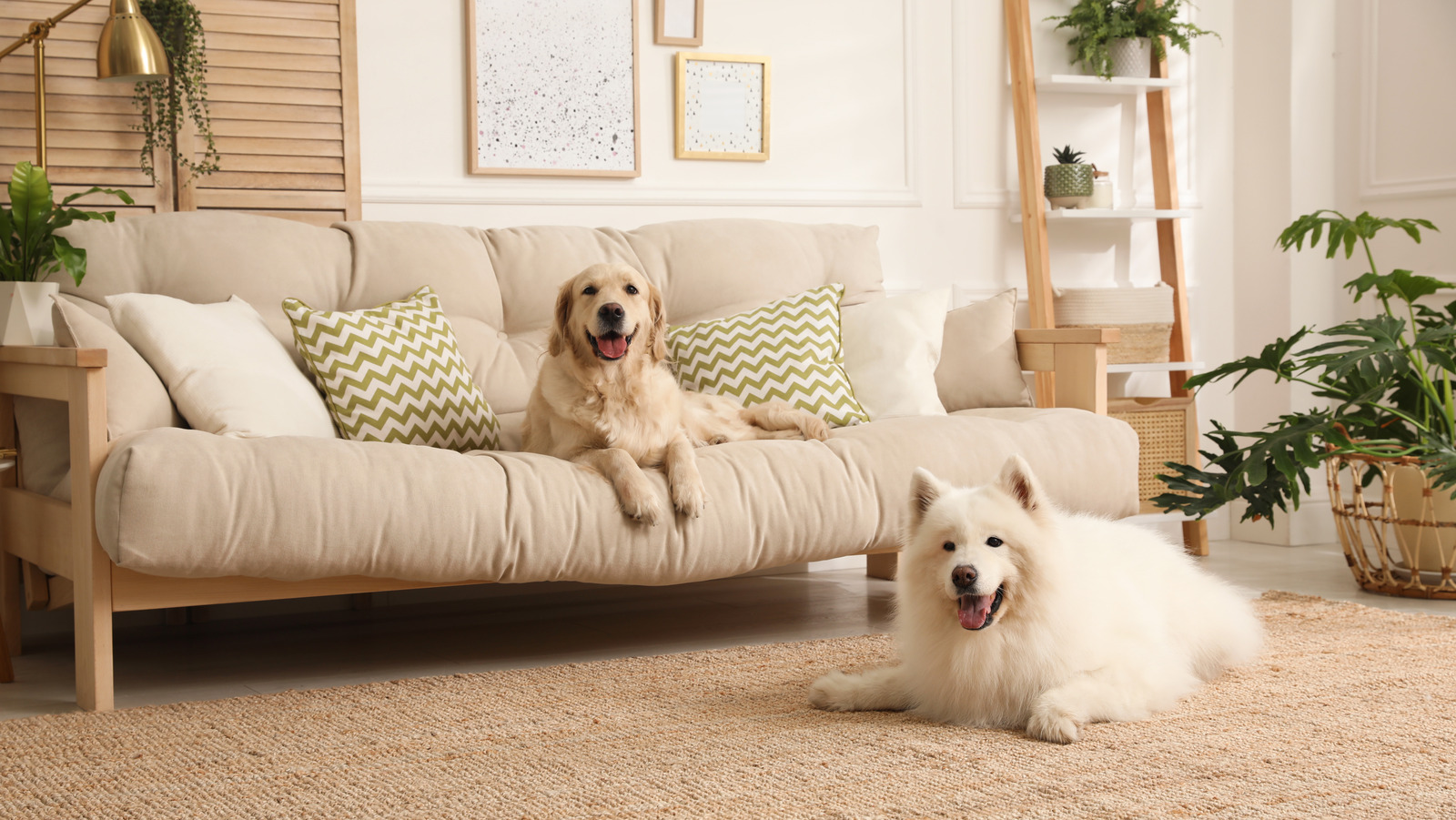 pet friendly sectional